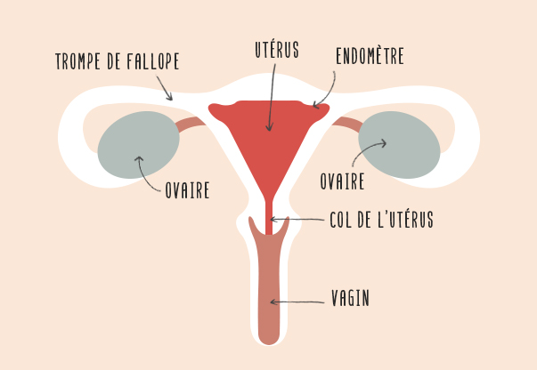 anatomie de la femme
