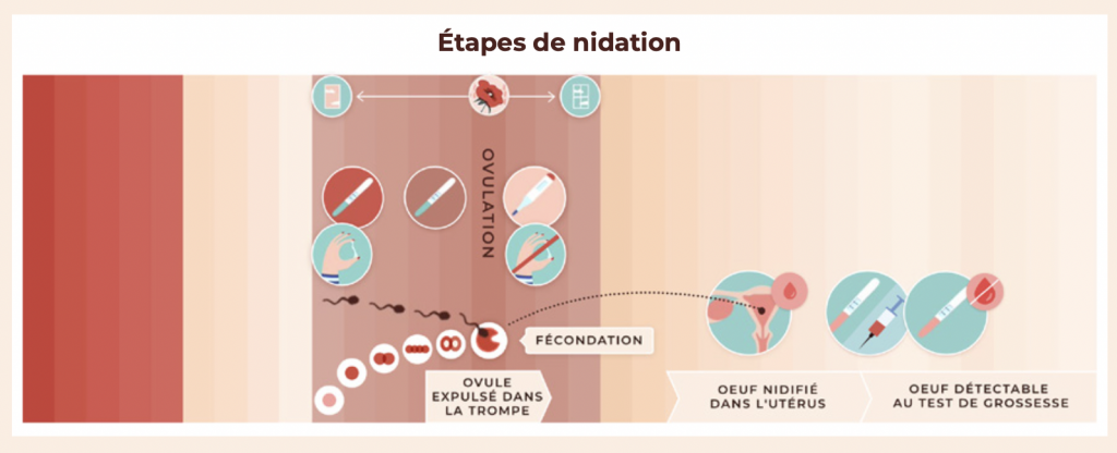 frise conception cycle féminin et contraception naturelle