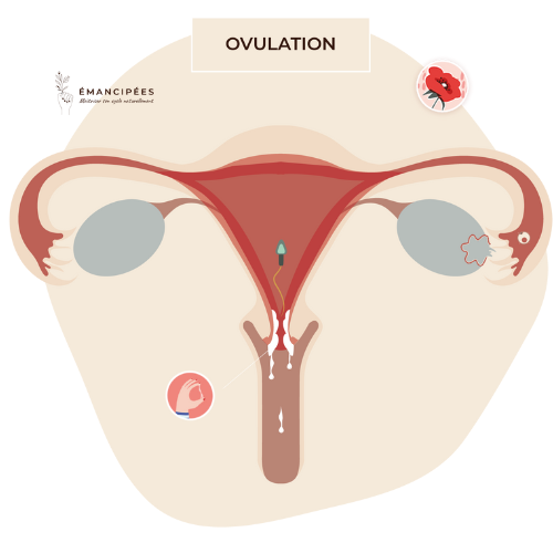 ovulation