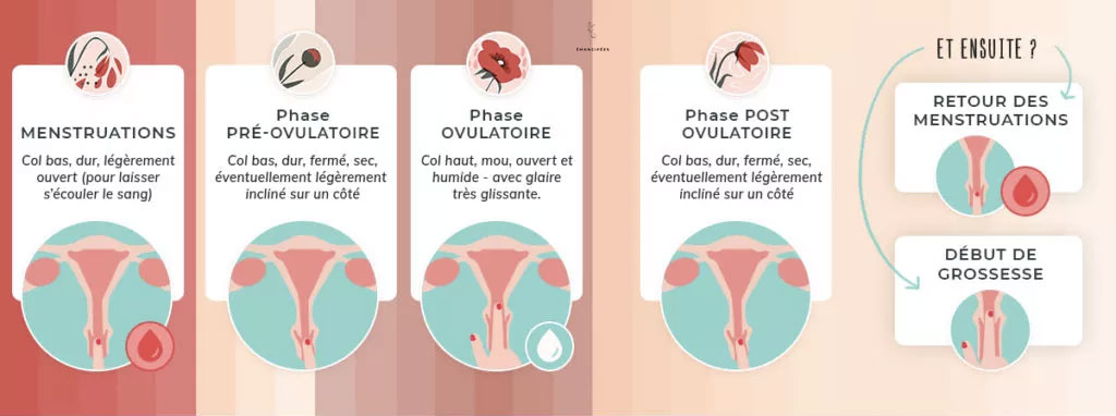évolution du col de l'utérus au cours du cycle menstruel