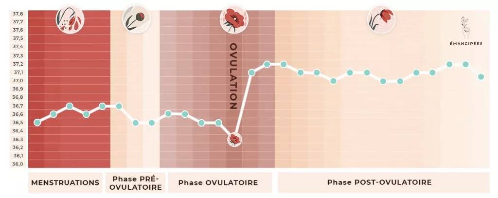 évolution de la température durant le cycle menstruel