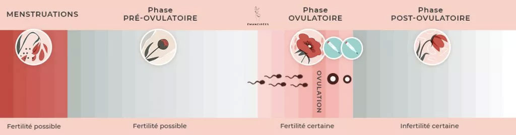 probabilité de fertilité au cours du cycle menstruel avec une phase folliculaire longue