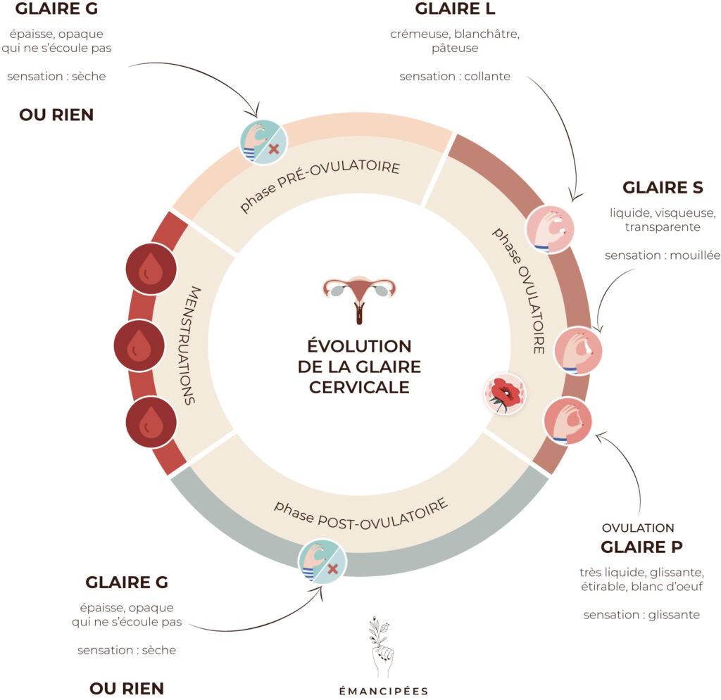 evolution de la glaire cervicale au cours du cycle féminin