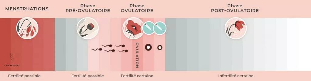 période de fécondité pendant le cycle menstruel