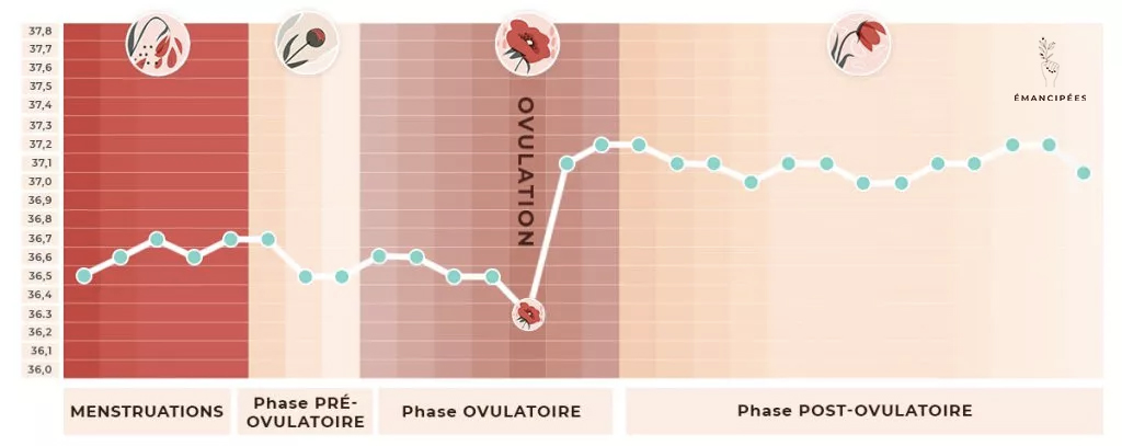évolution de la température durant le cycle menstruel