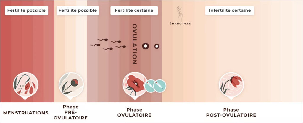 phases de fertilité de la femme au cours du cycle féminin