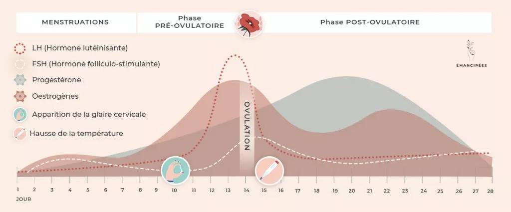 évolution des hormones pendant le cycle menstruel
