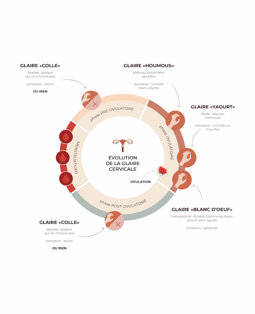evolution glaire cervicale