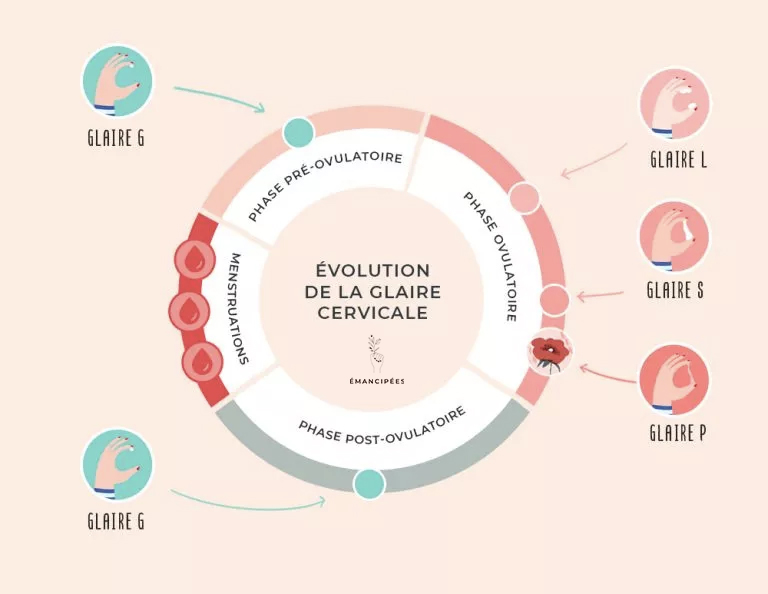 Glaire cervicale au cours du cycle féminin