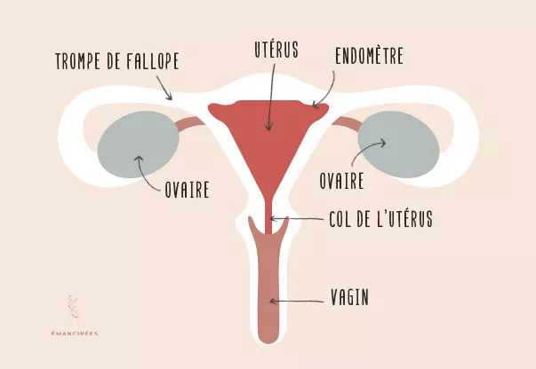 Stérilet hormonal : tout ce qu'il faut savoir sur ce contraceptif