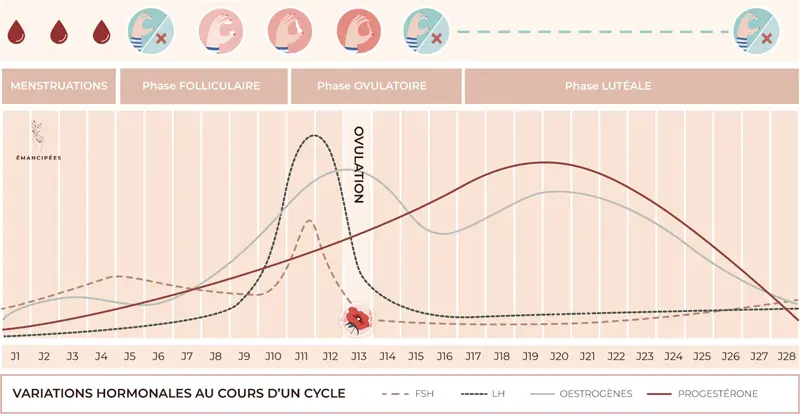 évolution glaire cervicale au cours du cycle