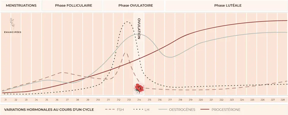 hormones en début de grossesse