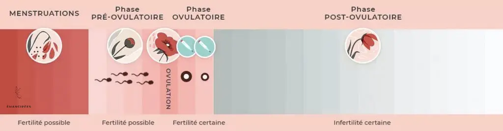 probabilité de fertilité au cours du cycle menstruel avec une phase folliculaire courte