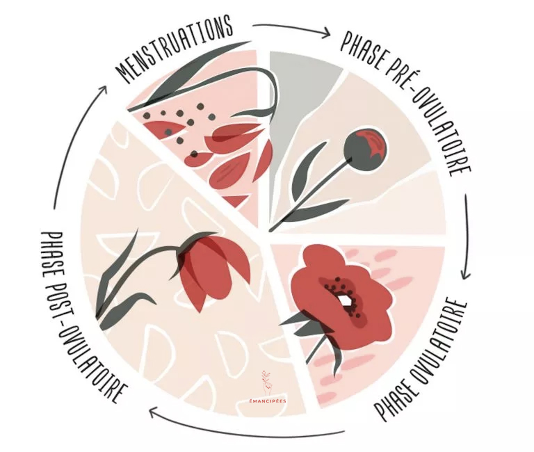 phases cycle féminin