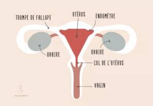 anatomie utérus vagin