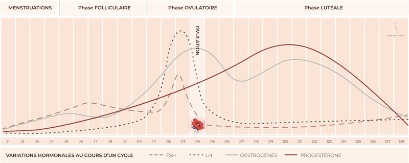 courbe hormonale ovulation
