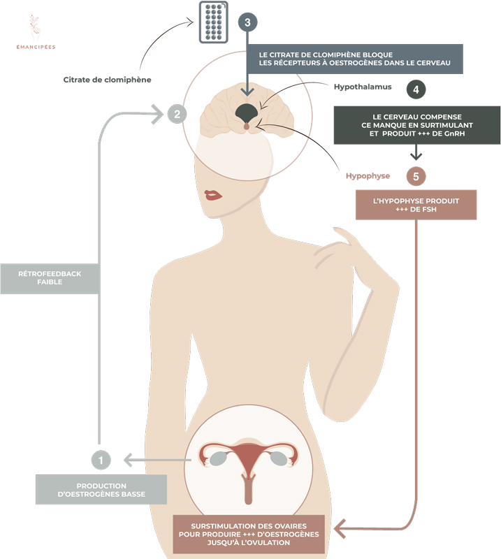 Quels sont les impacts de la stimulation ovarienne sur la glaire ...