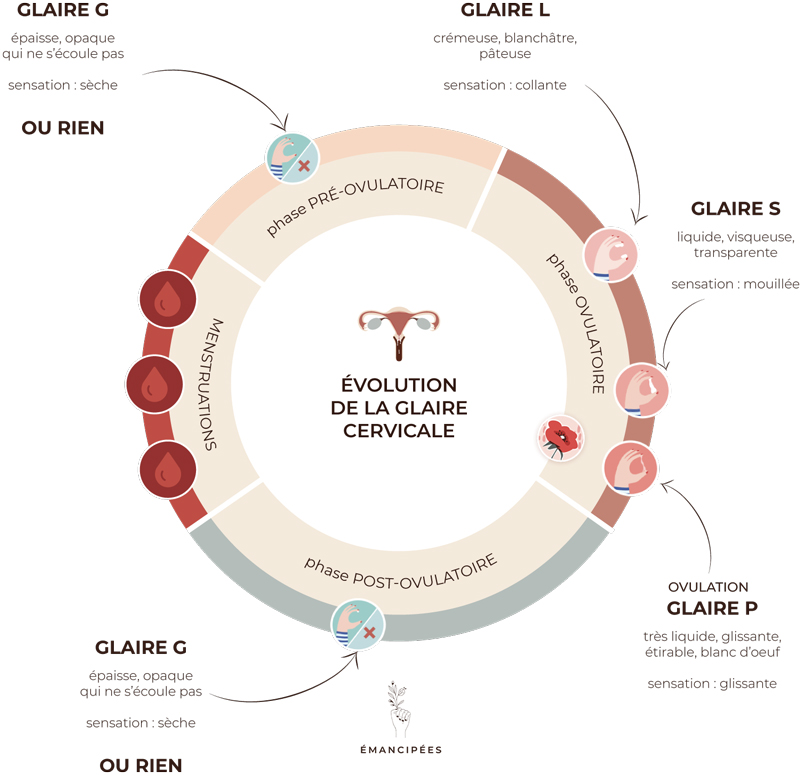 évolution glaire cervicale au cours du cycle féminin