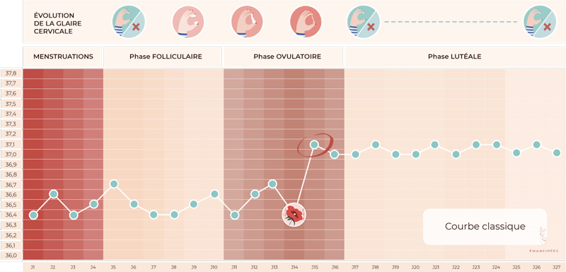 symptothermie ovulation
