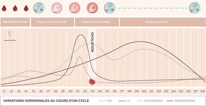 Glaire cervicale au cours du cycle