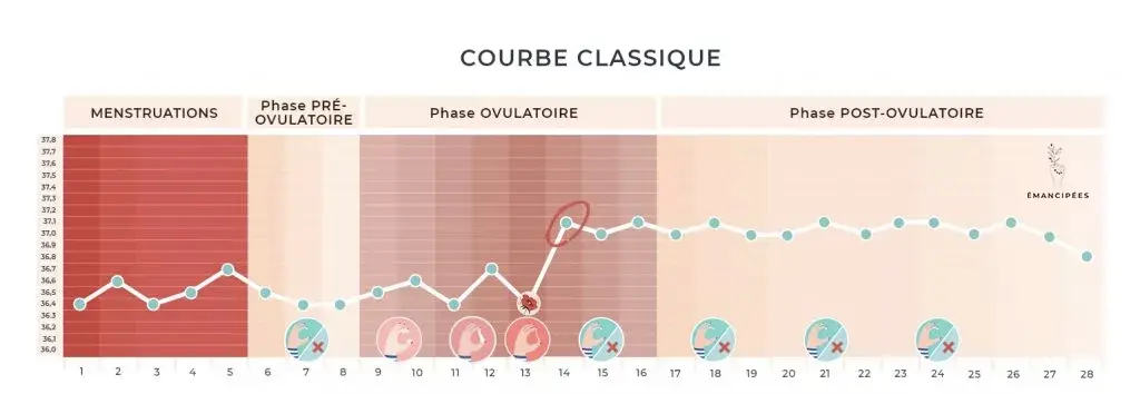 ovulation glaire cervicale + tempéraure