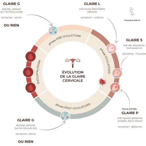 la glaire cervicale pendant tout le cycle menstruel