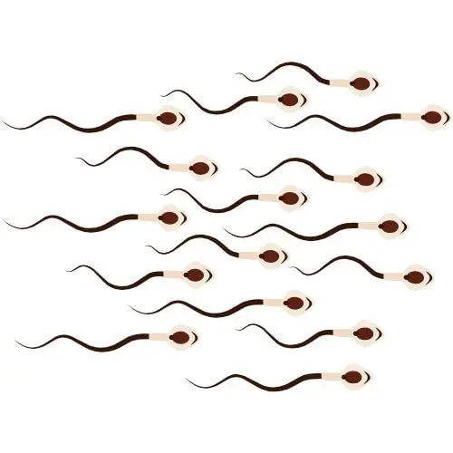 spermatozoïdes