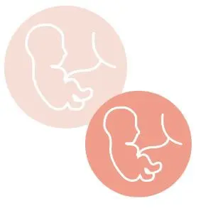 possibilités de double ovulation