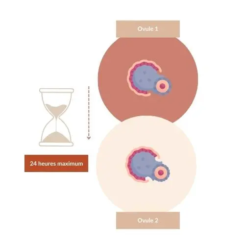timing double ovulation