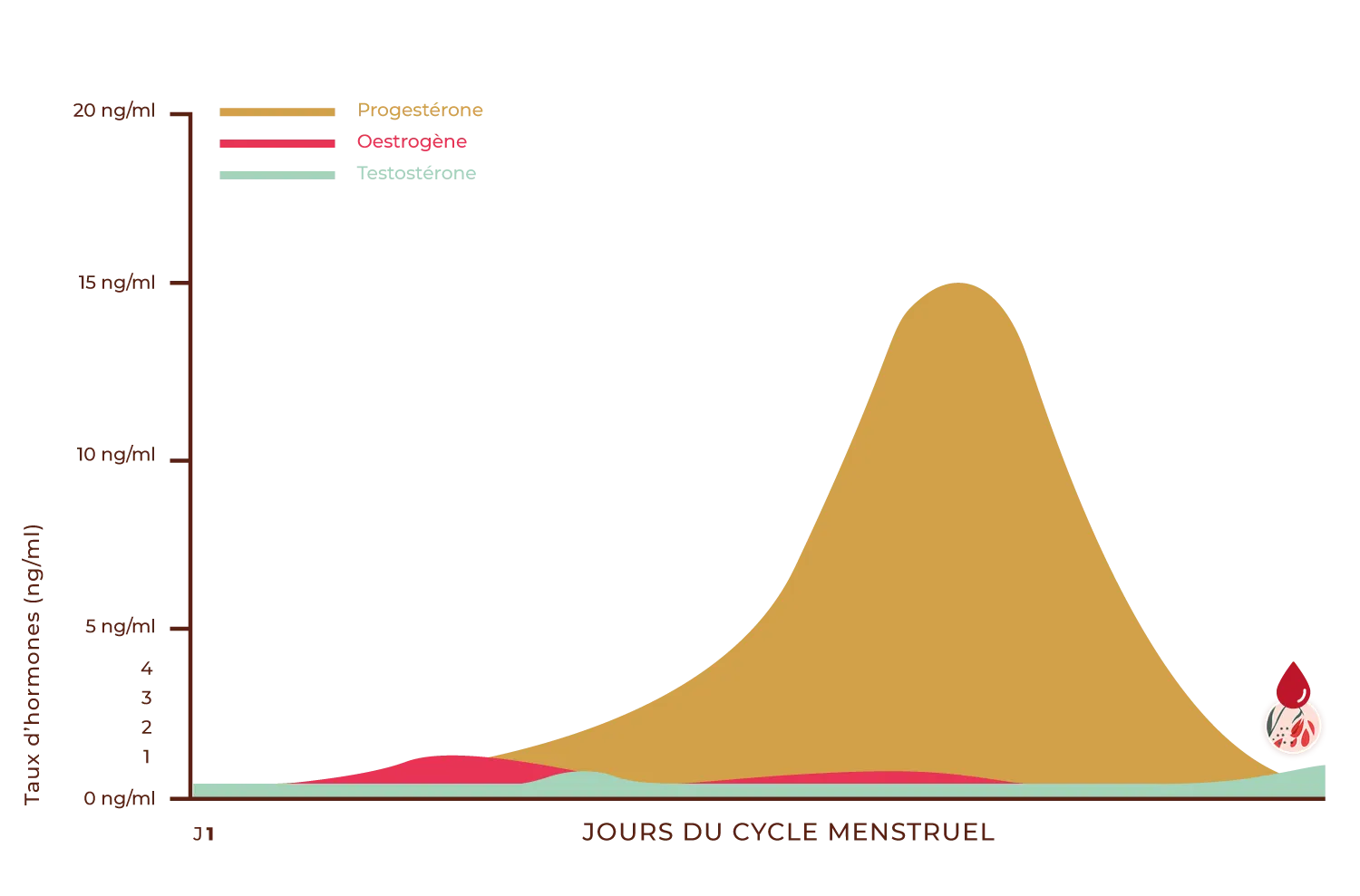 hormones et cycle sans pilule