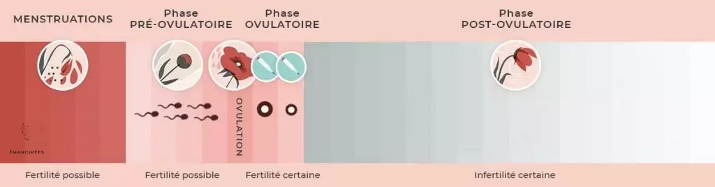 cycle court date d'ovulation