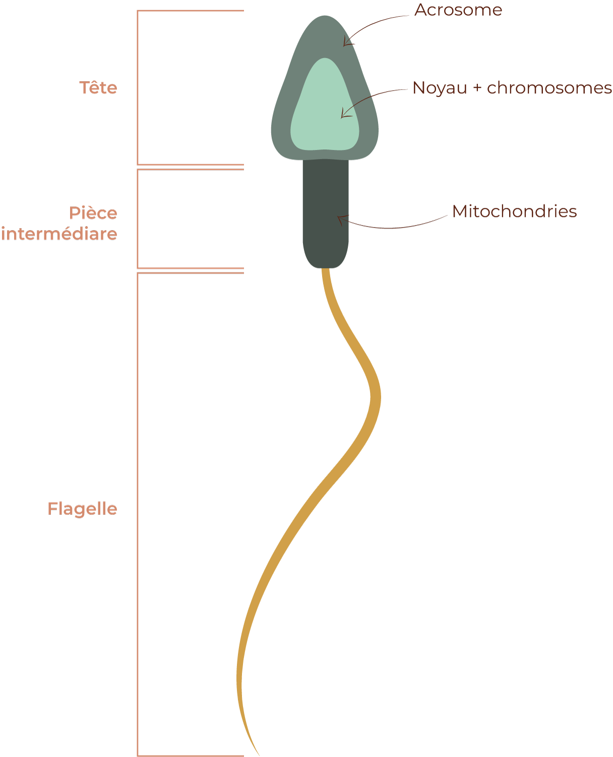 spermatozoïde