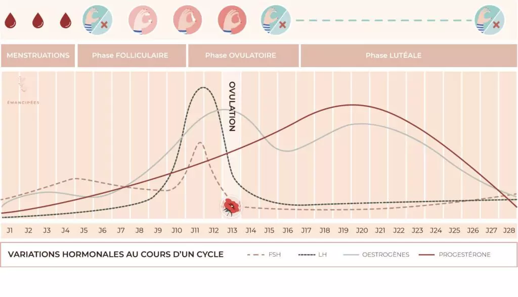 glaire cervicale cycle menstruel