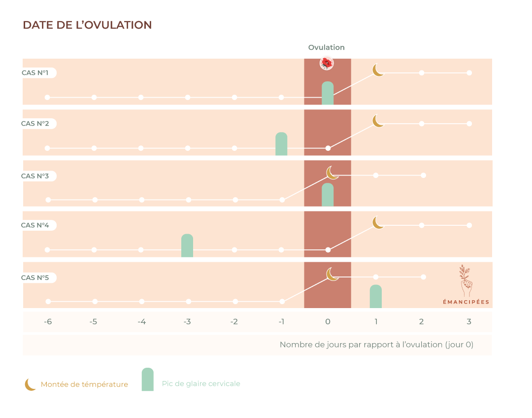 date de l'ovulation pic de glaire cervicale ou température