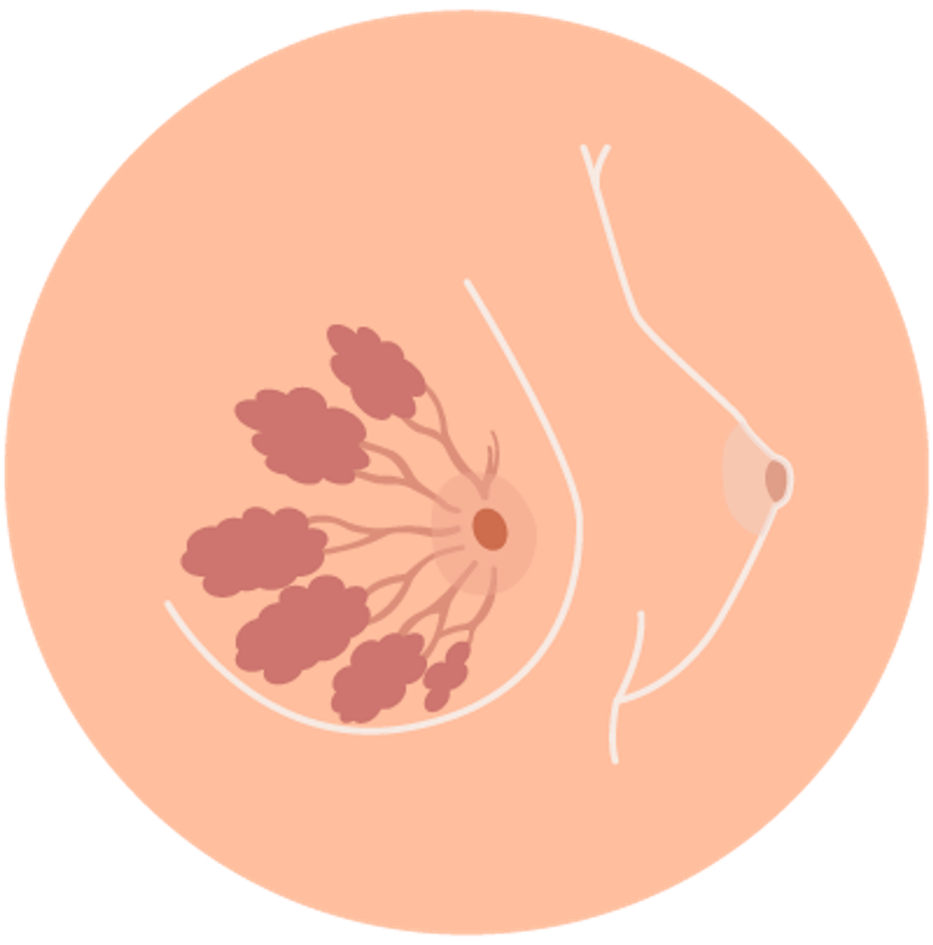 tubercules de montgomery définition