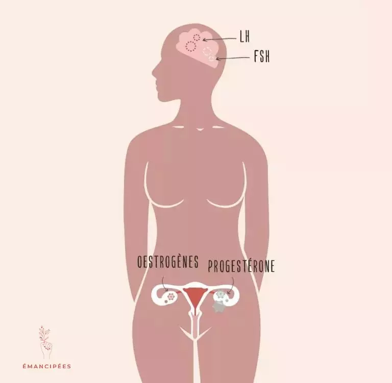 hormones féminies cycle menstruel