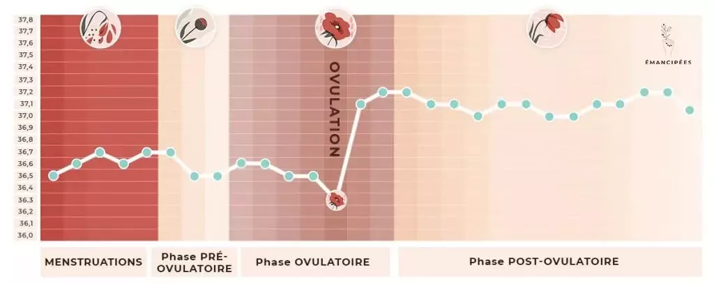 confirmation ovulation température