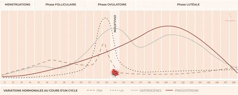 hormones cycle menstruel