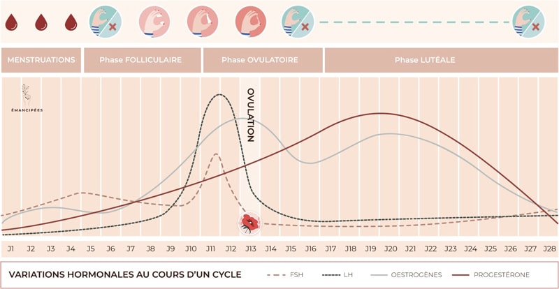 phases du cycle menstruel
