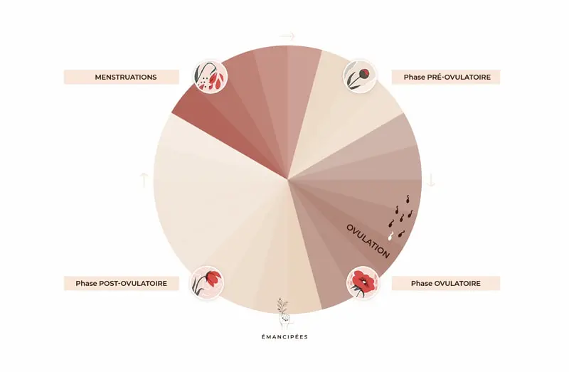 ovulation phases cycle menstruel