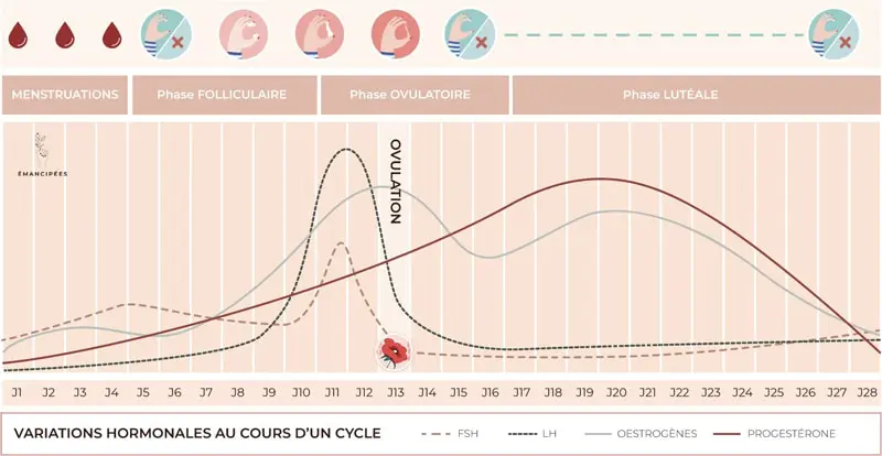 hormones cycle menstruel