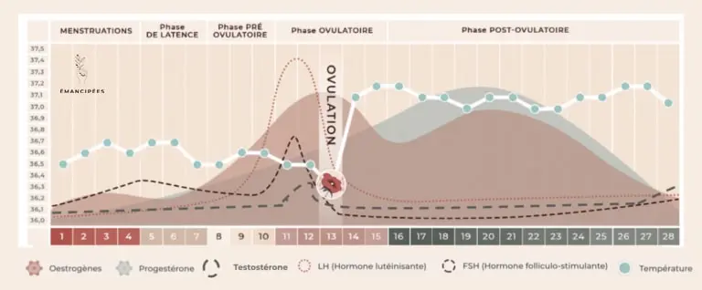 hormones cycle menstruel