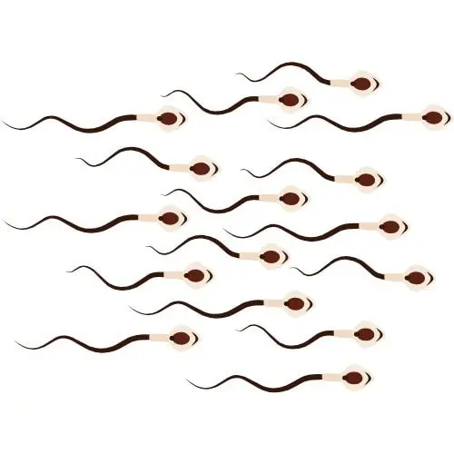 fenêtre de fertilité