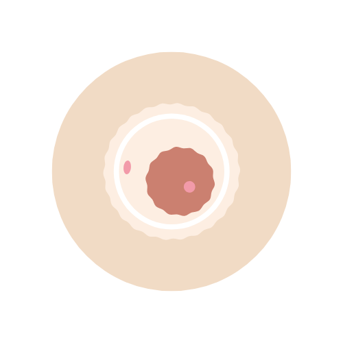définition ovulation