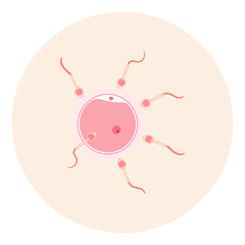 fécondation après ovulation