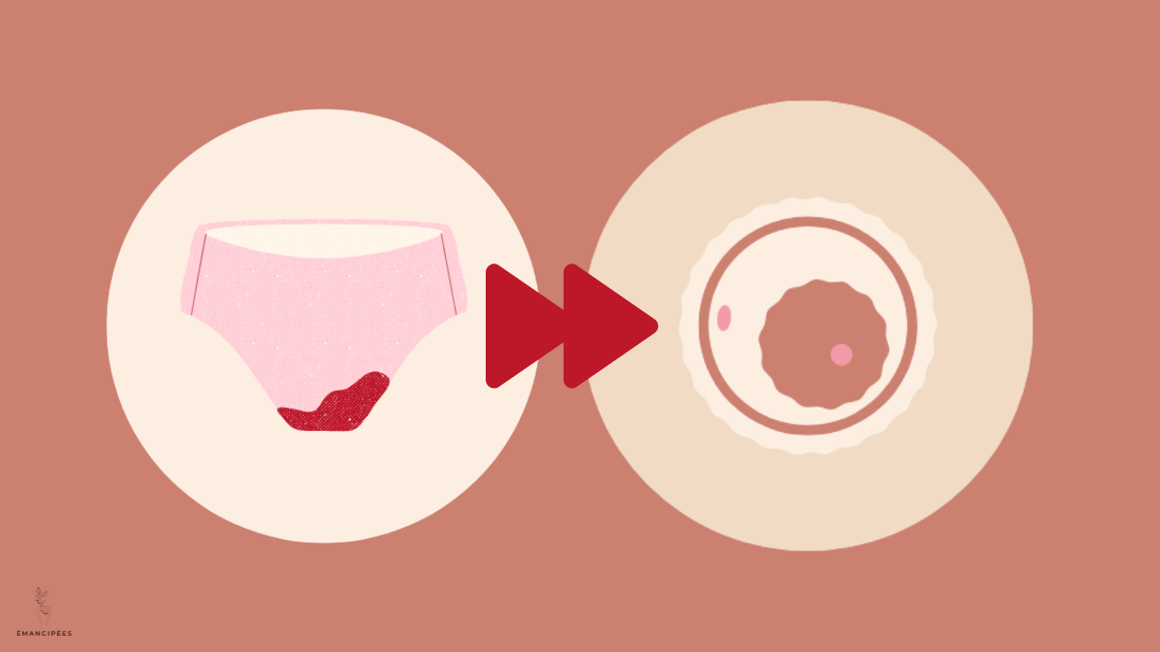 ovulation combien de temps après les règles