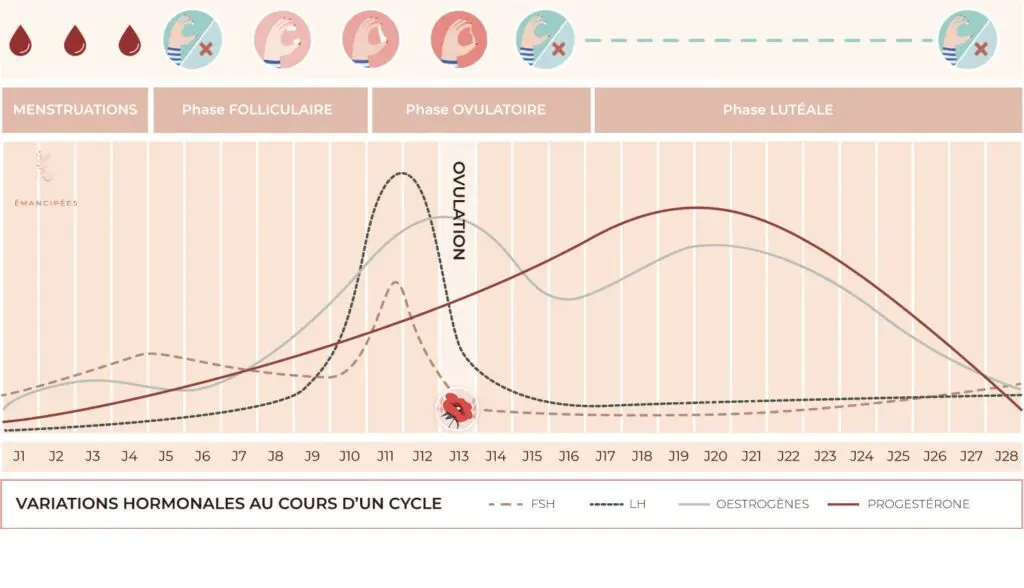 glaire cervicale au cours du cycle
