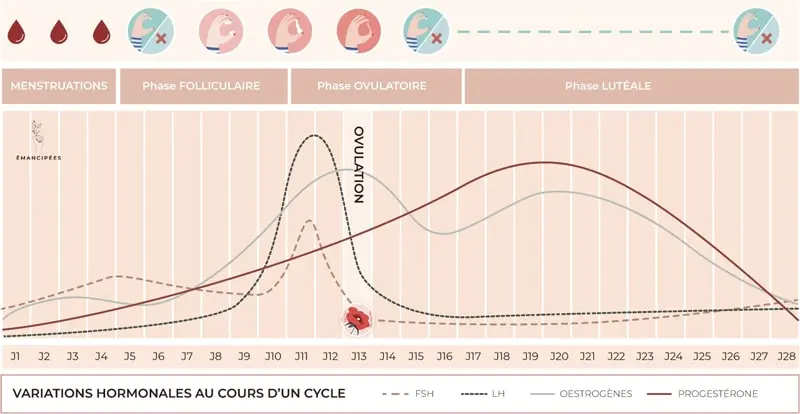 cycle menstruel