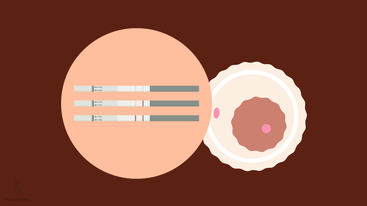 test d'ovulation
