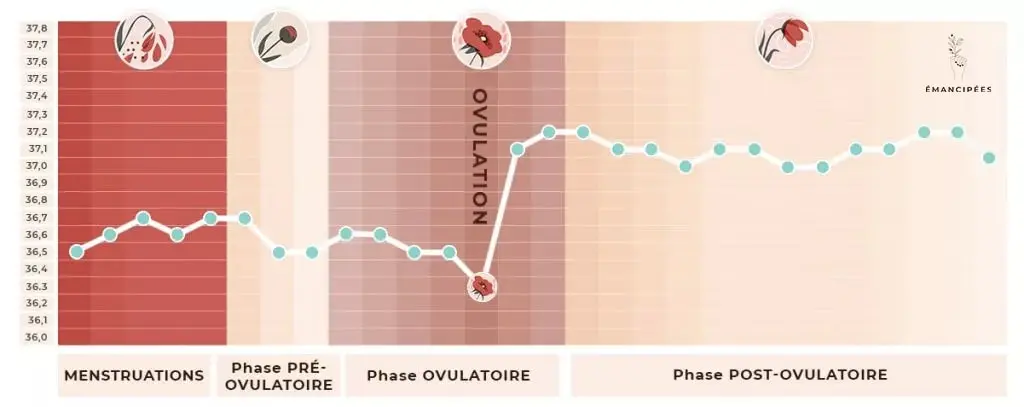 courbe de température ovulation